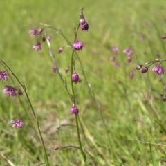 Arthropodium minus (Small Vanilla Lily) at Gang Gang at Yass River - 10 Jan 2004 by SueMcIntyre