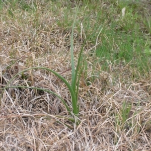 Bulbine bulbosa at Yass River, NSW - 13 Sep 2014