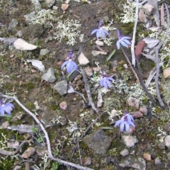 Cyanicula caerulea (Blue Fingers, Blue Fairies) at Yass River, NSW - 1 Jan 2004 by SueMcIntyre