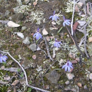 Cyanicula caerulea at Yass River, NSW - suppressed