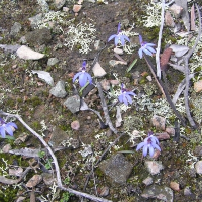 Cyanicula caerulea (Blue Fingers, Blue Fairies) at Gang Gang at Yass River - 31 Dec 2003 by SueMcIntyre