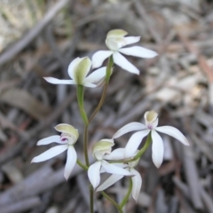 Caladenia moschata (Musky Caps) at Gang Gang at Yass River - 24 Oct 2010 by SueMcIntyre