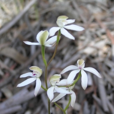 Caladenia moschata (Musky Caps) at Yass River, NSW - 24 Oct 2010 by SueMcIntyre