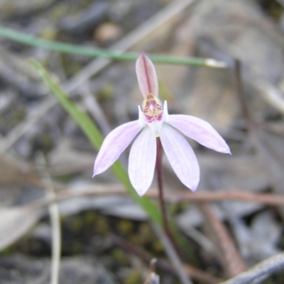 Caladenia fuscata (Dusky Fingers) at Yass River, NSW - 27 Sep 2015 by SueMcIntyre