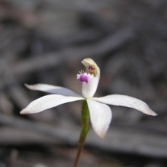 Caladenia ustulata (Brown Caps) at Yass River, NSW - 23 Sep 2007 by SueMcIntyre