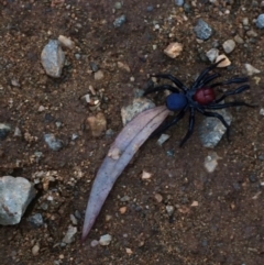 Missulena occatoria (Red-headed Mouse Spider) at Red Hill Nature Reserve - 23 Mar 2017 by kerrs