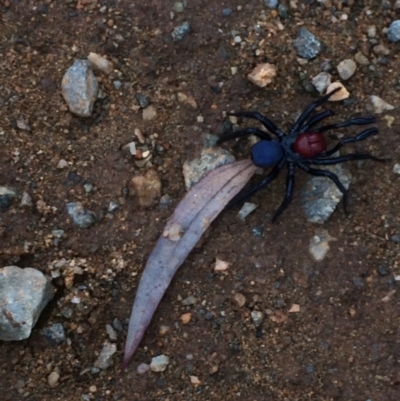 Missulena occatoria (Red-headed Mouse Spider) at Garran, ACT - 23 Mar 2017 by kerrs