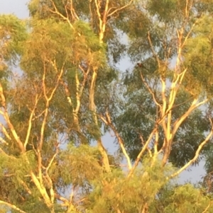 Trichoglossus moluccanus at Garran, ACT - 11 Feb 2017