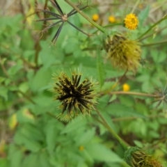 Bidens pilosa (Cobbler's Pegs, Farmer's Friend) at Jerrabomberra, ACT - 23 Mar 2017 by Mike