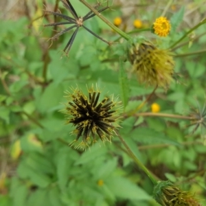 Bidens pilosa at Jerrabomberra, ACT - 24 Mar 2017