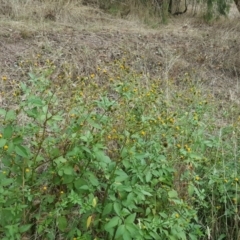 Bidens pilosa at Jerrabomberra, ACT - 24 Mar 2017