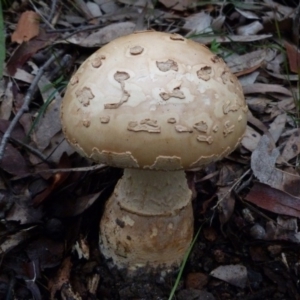 Amanita sp. at Barragga Bay, NSW - 24 Mar 2017 08:28 AM