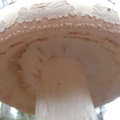 Amanita sp. at Barragga Bay, NSW - 24 Mar 2017