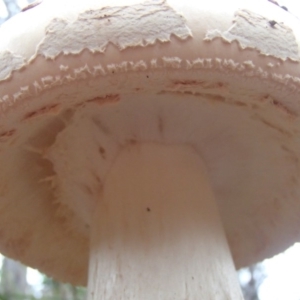 Amanita sp. at Barragga Bay, NSW - 24 Mar 2017