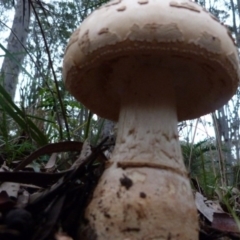 Amanita sp. at Barragga Bay, NSW - 24 Mar 2017 08:28 AM