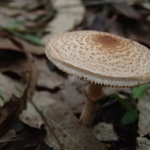 Macrolepiota sp. at Barragga Bay, NSW - 24 Mar 2017 06:31 PM