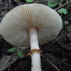 Macrolepiota sp. at Barragga Bay, NSW - 24 Mar 2017 06:31 PM