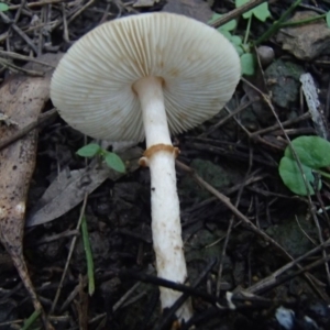 Macrolepiota sp. at Barragga Bay, NSW - 24 Mar 2017 06:31 PM