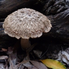 Bolete sp. (Bolete sp.) at Four Winds Bioblitz Reference Sites - 24 Mar 2017 by narelle