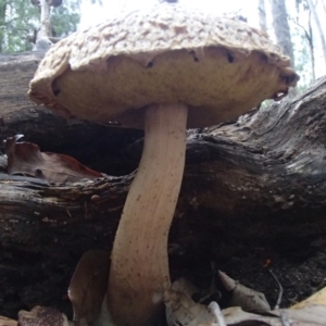 Bolete sp. at Barragga Bay, NSW - 24 Mar 2017 06:26 PM