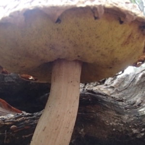 Bolete sp. at Barragga Bay, NSW - 24 Mar 2017 06:26 PM