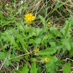 Taraxacum sp. at Tuggeranong DC, ACT - 24 Mar 2017