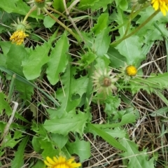 Taraxacum sp. at Tuggeranong DC, ACT - 24 Mar 2017