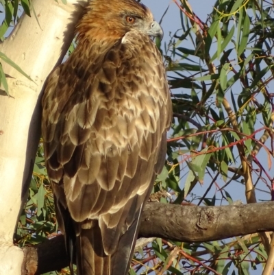 Hieraaetus morphnoides (Little Eagle) at Garran, ACT - 24 Mar 2017 by roymcd