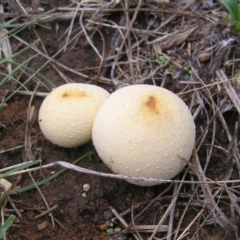 Bovista (A puffball) at Greenway, ACT - 23 Mar 2017 by MatthewFrawley