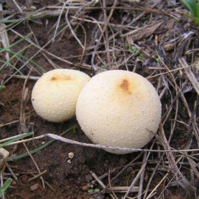 Bovista (A puffball) at Greenway, ACT - 23 Mar 2017 by MatthewFrawley