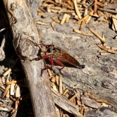 Asilidae (family) (Unidentified Robber fly) at Green Cape, NSW - 14 Feb 2017 by RossMannell