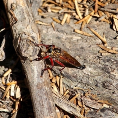 Asilidae (family) (Unidentified Robber fly) at Ben Boyd National Park - 14 Feb 2017 by RossMannell