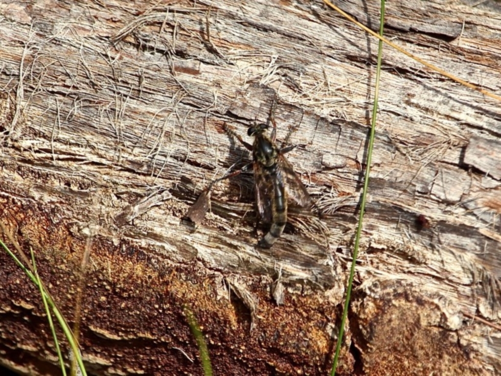 ASILIDAE (family) at Green Cape, NSW - 15 Feb 2017