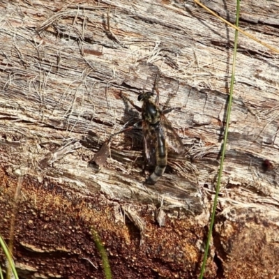 Asilidae (family) (Unidentified Robber fly) at Ben Boyd National Park - 15 Feb 2017 by RossMannell