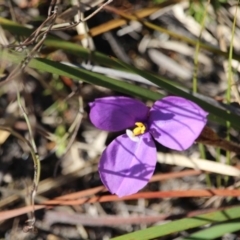 Patersonia sp. at Ben Boyd National Park - 14 Feb 2017 by RossMannell