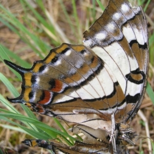 Charaxes sempronius at Kambah, ACT - 24 Mar 2017