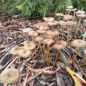 Bolbitiaceae at Weston, ACT - 24 Mar 2017