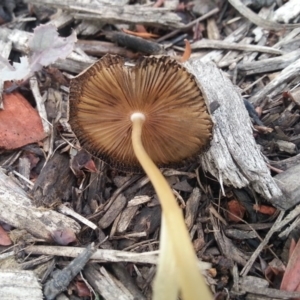 Bolbitiaceae at Weston, ACT - 24 Mar 2017 03:13 PM