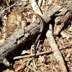 Lampropholis guichenoti (Common Garden Skink) at Edrom, NSW - 20 Feb 2017 by RossMannell