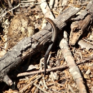 Lampropholis guichenoti at Edrom, NSW - 20 Feb 2017 11:43 AM