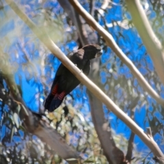 Calyptorhynchus lathami lathami (Glossy Black-Cockatoo) at Edrom, NSW - 20 Feb 2017 by RossMannell