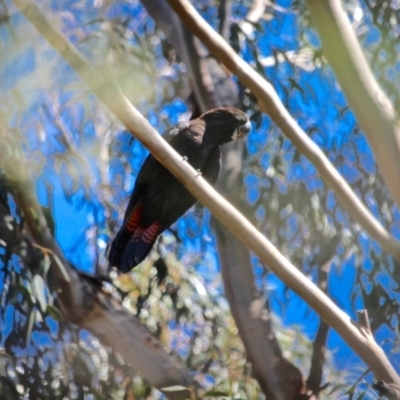 Calyptorhynchus lathami lathami (Glossy Black-Cockatoo) at Ben Boyd National Park - 19 Feb 2017 by RossMannell