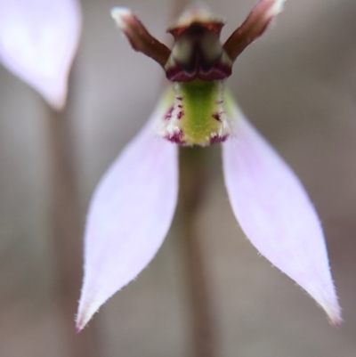 Eriochilus cucullatus (Parson's Bands) at Canberra Central, ACT - 25 Mar 2017 by AaronClausen