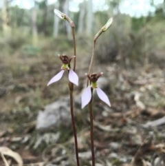 Eriochilus cucullatus at Canberra Central, ACT - 25 Mar 2017