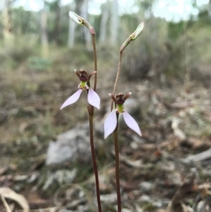 Eriochilus cucullatus at Canberra Central, ACT - 25 Mar 2017