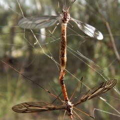 Tipulidae sp. (family) (Unidentified Crane Fly) at Aranda Bushland - 24 Mar 2017 by CathB