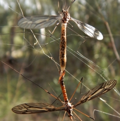 Tipulidae sp. (family) (Unidentified Crane Fly) at Belconnen, ACT - 24 Mar 2017 by CathB