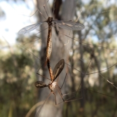 Tipulidae sp. (family) at Point 4157 - 24 Mar 2017