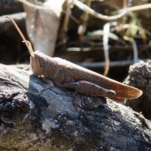 Pardillana limbata at Sutton, NSW - 24 Mar 2017 05:27 PM