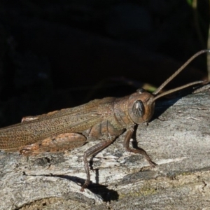 Pardillana limbata at Sutton, NSW - 24 Mar 2017 05:27 PM